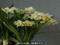 深圳市春惠通贸易有限公司