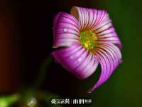 深圳市春惠通贸易有限公司