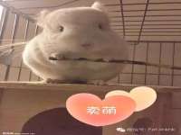 深圳市春惠通贸易有限公司