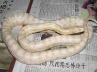 深圳市春惠通贸易有限公司
